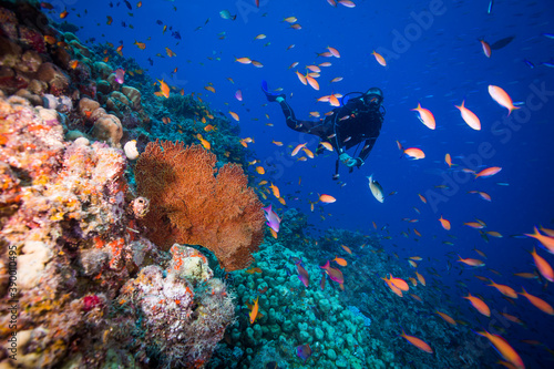 Diver swims with colorful coral and fish on the reef