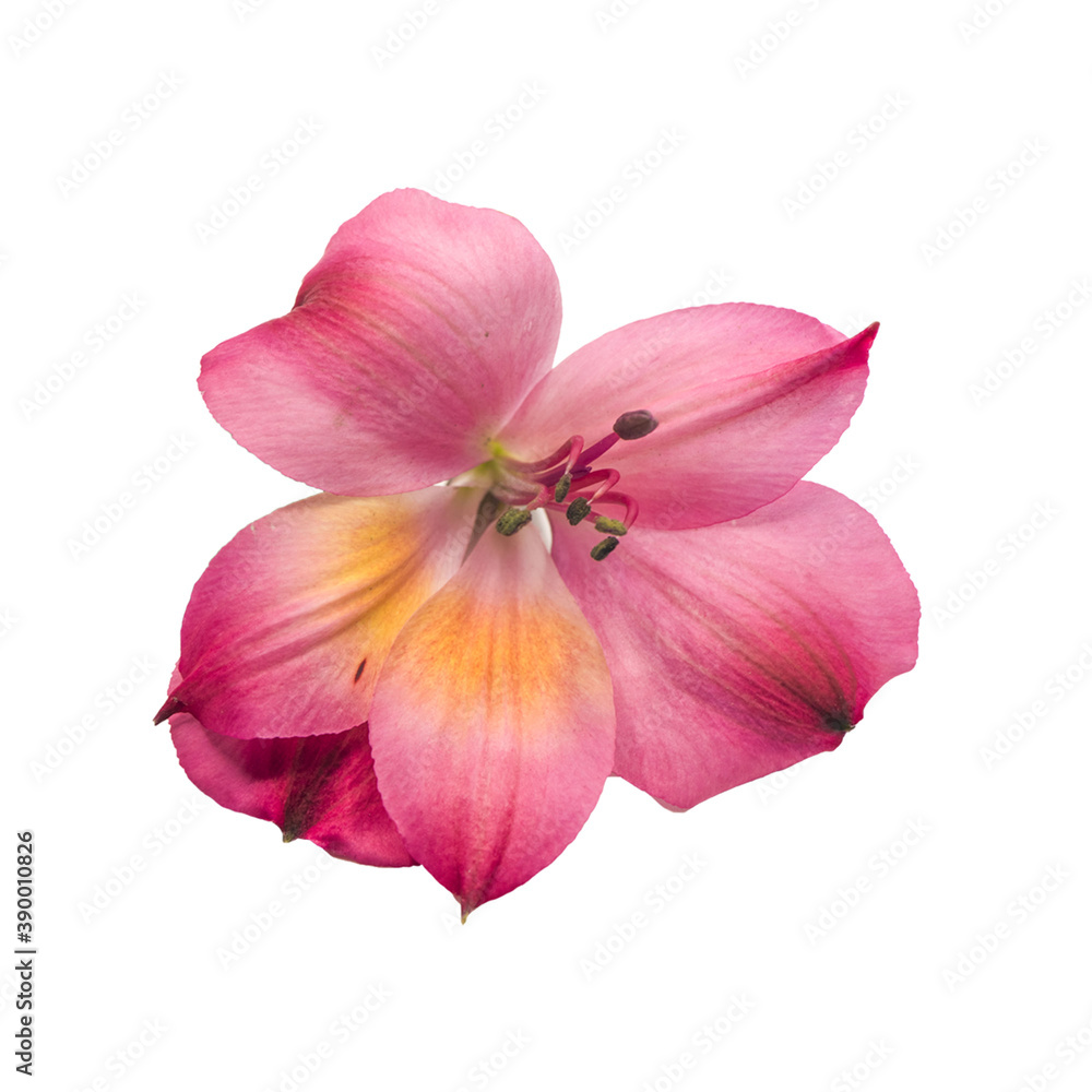 Beautiful Large Pink Lilly Flower Isolated on White Background