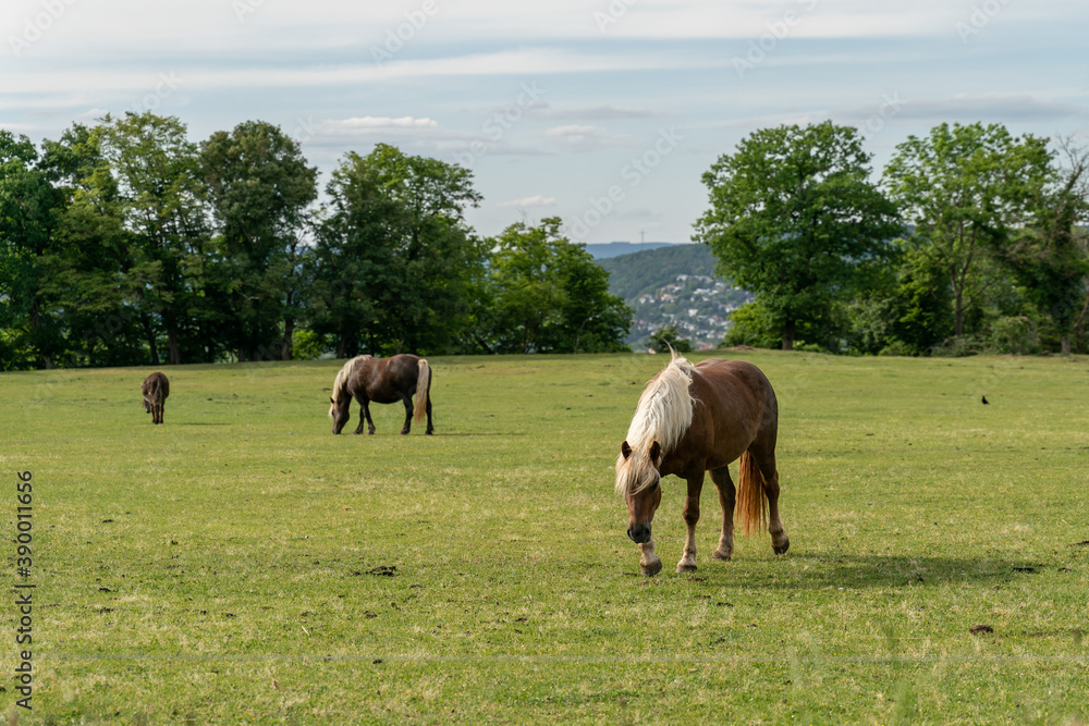 Horses in a paddock with a village in the background