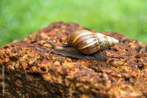 A snail crawling on a red rock