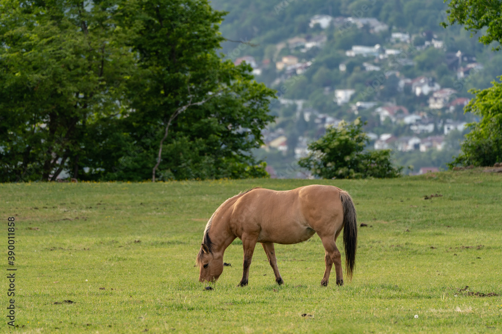 Horse in a paddock with a village in the background
