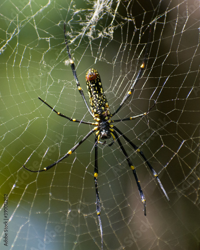 giant yellow and black spider on the web