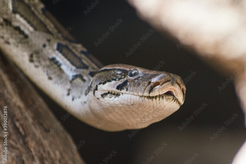 Fototapeta premium close up of a head of a python snake in the sand
