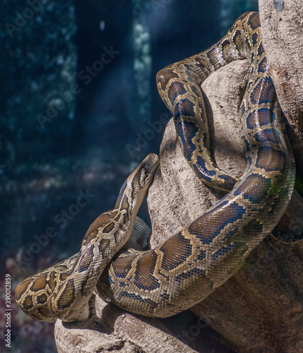 close up of a head of a python snake on a tree