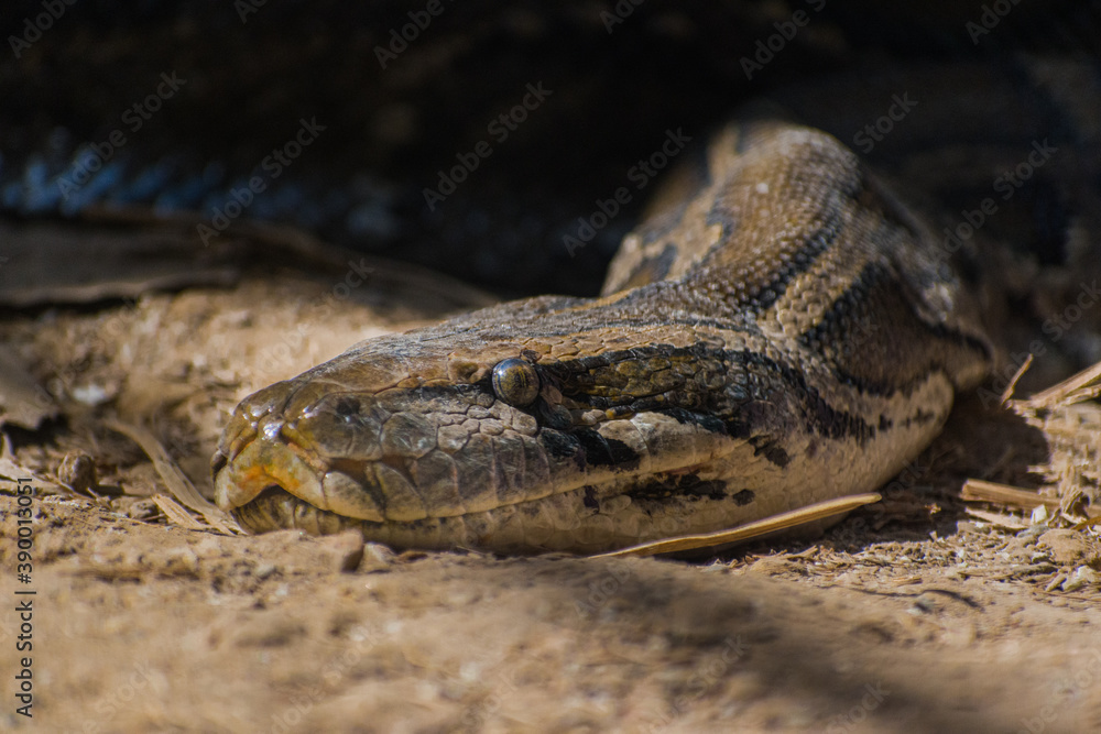Obraz premium close up of a head of a python snake in the sand