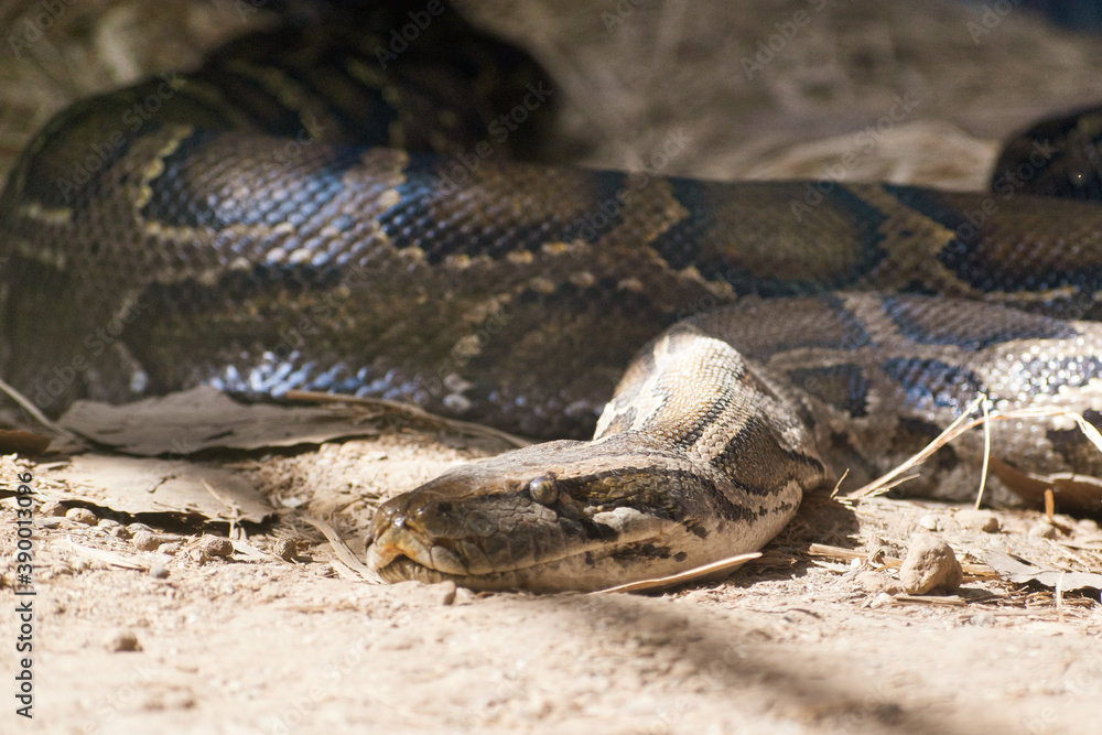 Obraz premium close up of a python