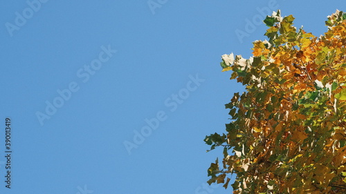 autumn tree against blue sky with negative space