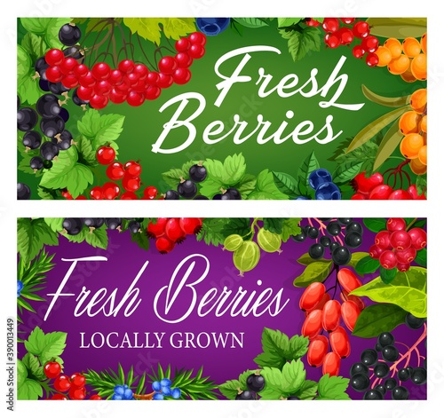 Garden and wild ripe berries banner. Guelder rose, black and red currant, hippophae, gooseberry and blueberry, juniper, cornelian cherry and elderberry, dog rose vector. Berries farm posters