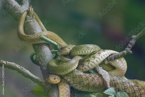 Many green snakes on the tree coiled up together 
