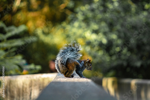 Squirrel scratching its neck standing on a bridge.