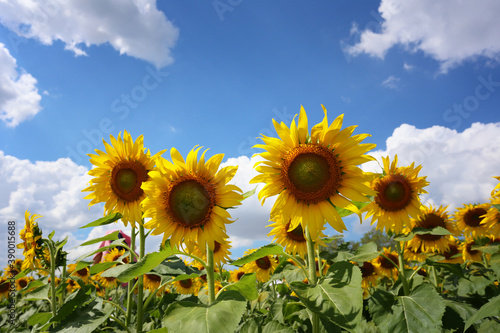 Sunflowers are blooming on a bule sky background.