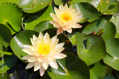 Yellow lotus is blooming.