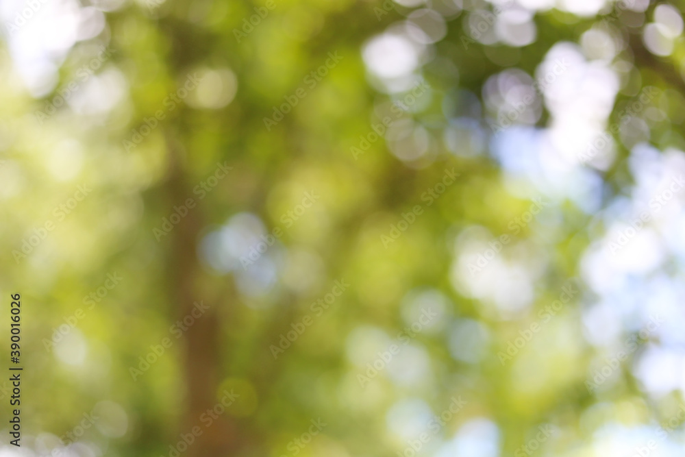 Green bokeh of garden trees. Green bokeh of garden trees.