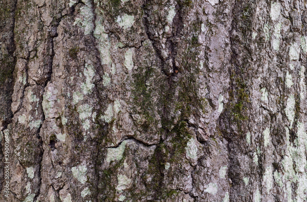 Maple Tree Bark with Green Fungus Maple Tree Bark with Green Fungus