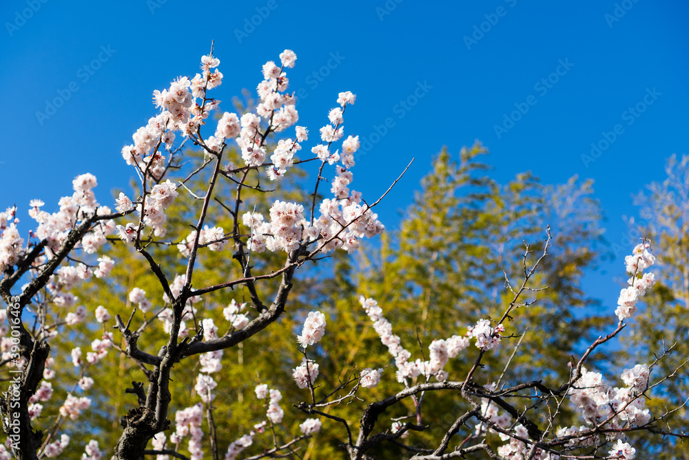 白色の花(桜)の写真 白色の花(桜)の写真
