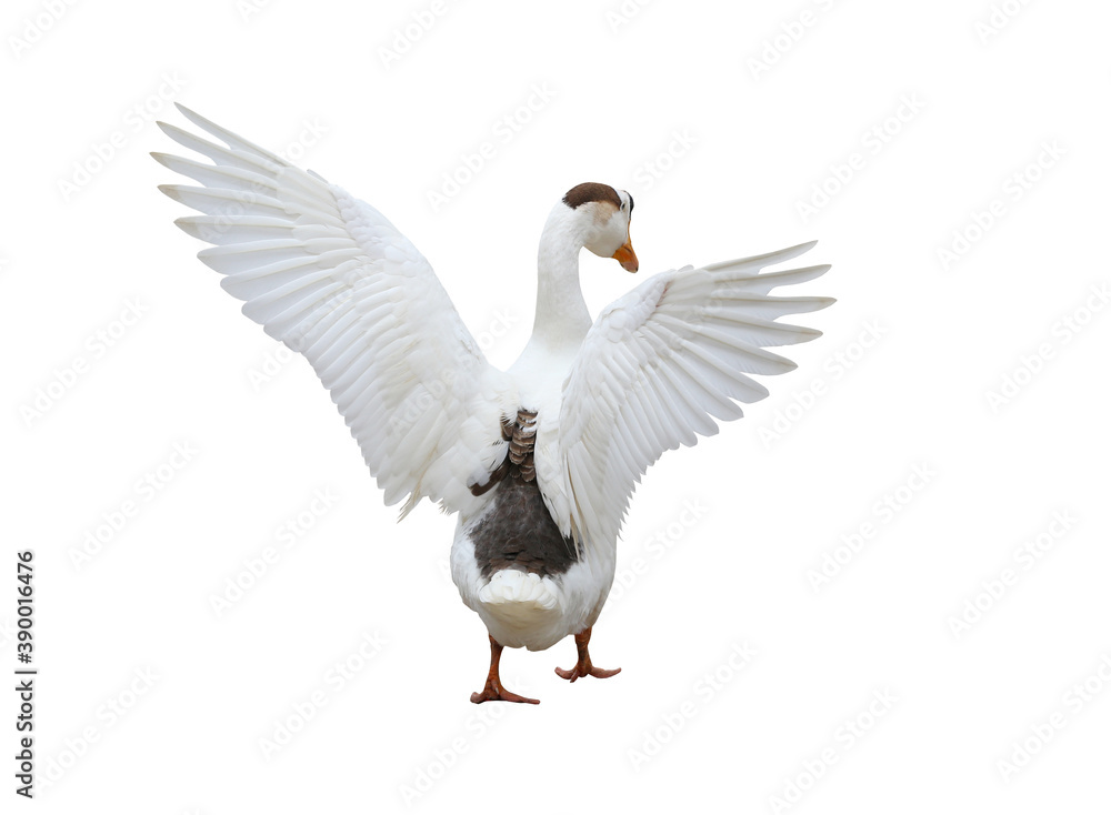Fototapeta premium Swan is Spreading wings isolated on white.