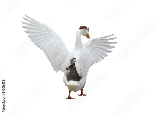 Swan is Spreading wings isolated on white.