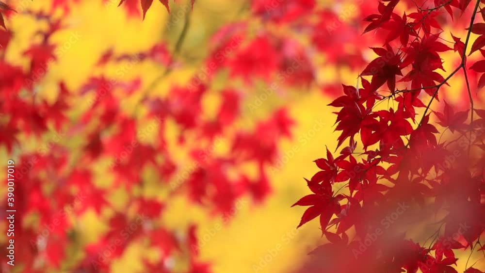 秋の紅葉　秋田県　角館