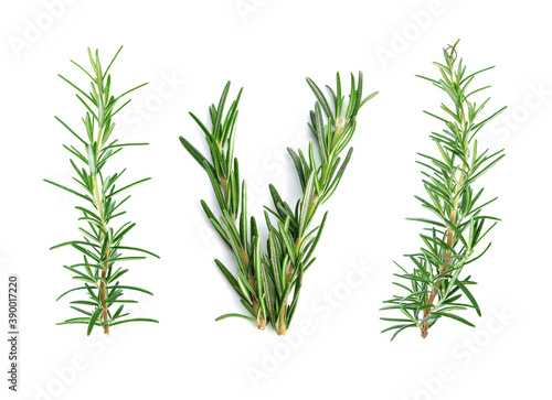 rosemary isolated on white background. Top view
