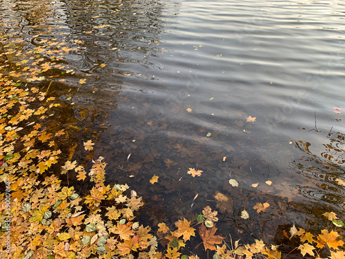 Fallen yellow maple leaves in autumn pond, selective focus