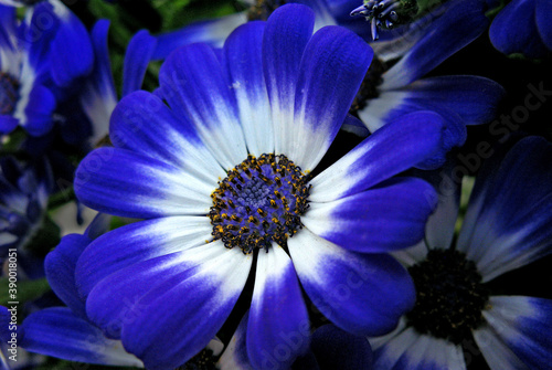 Flor Cinerária ( Cineraria cruenta)