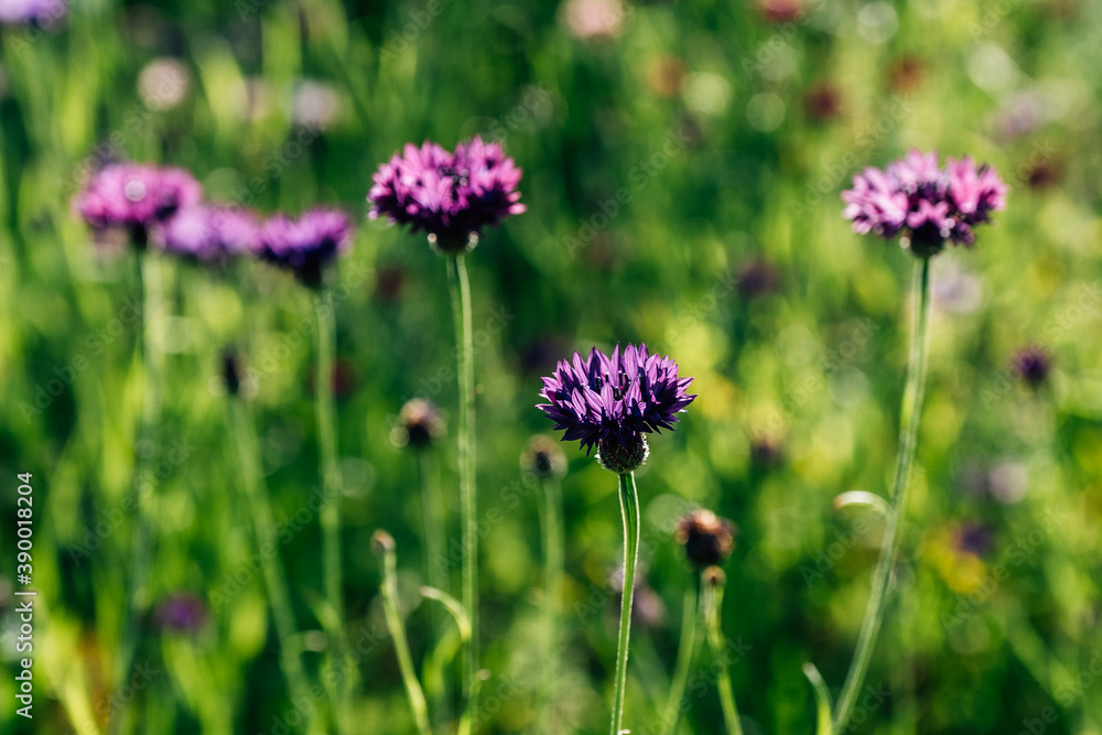 Brown Knapweed, known also as Brown-rayed Knapweed in summer Brown Knapweed, known also as Brown-rayed Knapweed in summer