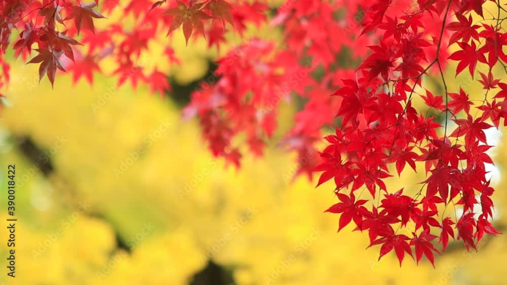 秋の紅葉　秋田県　角館