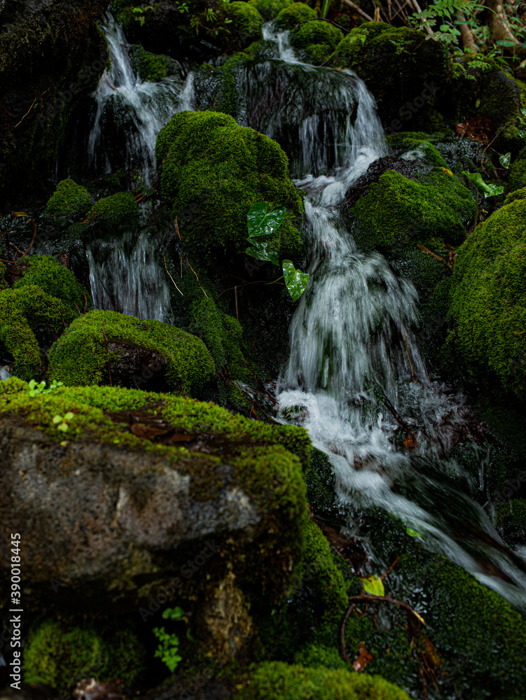 Fototapeta premium Falls Feed the Moss