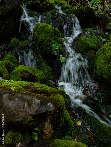 Falls Feed the Moss