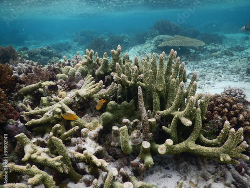 coral