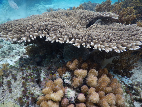 coral