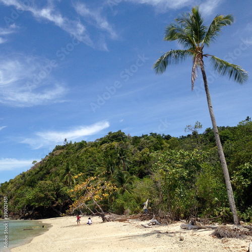 coconut tree on the beach