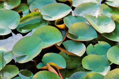 lotus leaves in the pond