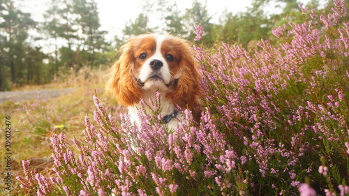 cavalier king charles spaniel puppy