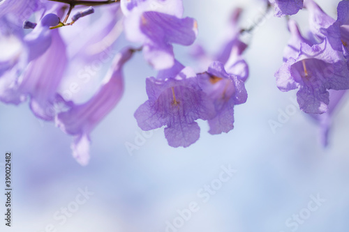 Purple Jacaranda flower with some space for text. photo