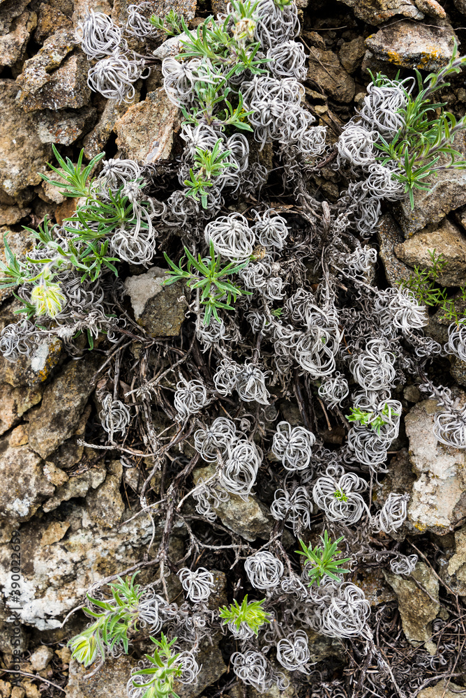 Obraz premium Green grass breaking through the rocks and wilted gray curls of old vegetation