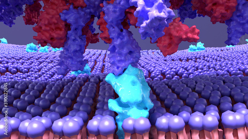 Coronavirus, SARS‐Cov‐2 infects a humain cell, the virus enter by using a spike protein attache to a receptor on cells called ACE2