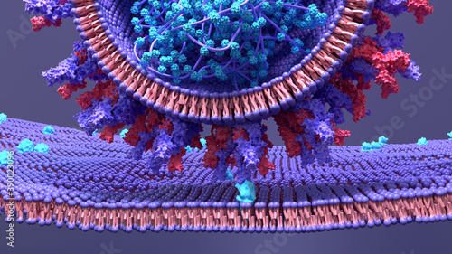 фотографія Coronavirus, SARS‐Cov‐2 infects a humain cell, the virus enter by using a spike