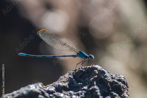 Blue dragonfly standing on a rock