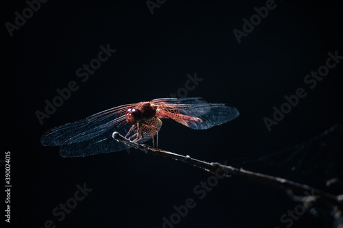 Red dragonfly standing on a branch.