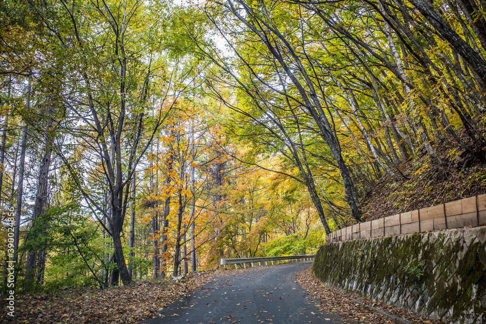 Fototapeta premium 紅葉の林道 長野県大鹿村