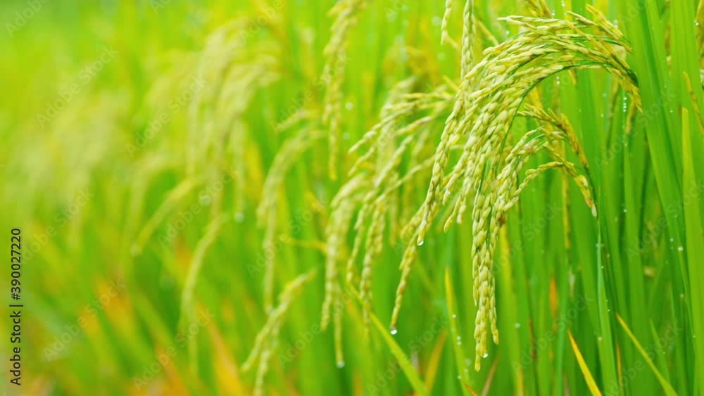 Video hd format, Beautiful Rice field in farmland food of Asia in Thailand.
Video hd format, Beautiful Rice field in farmland food of Asia in Thailand.