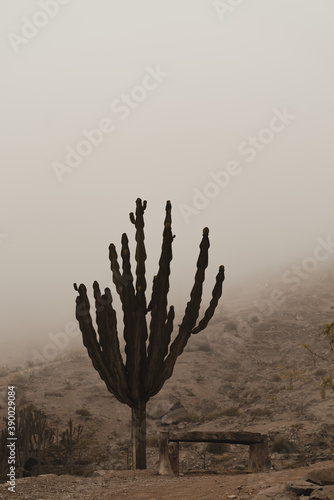 Tableau sur toile Cactus in the mist