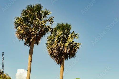 Silver Thatch Trees Against Sky Background photo