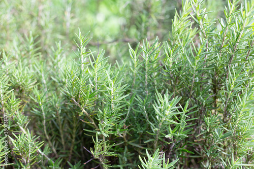 Fresh rosemary plant herb growing outdoors