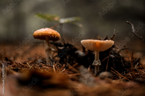 two autumn mushrooms growing in pine forest
