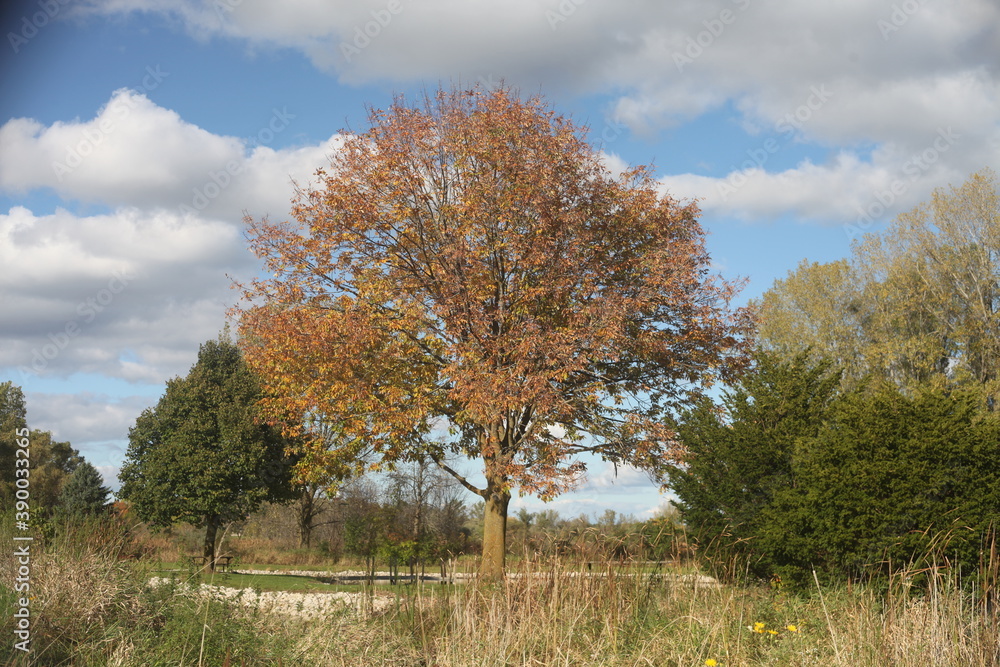 autumn in the park, blue sky, one tree,   fall color, green tree, white cloud