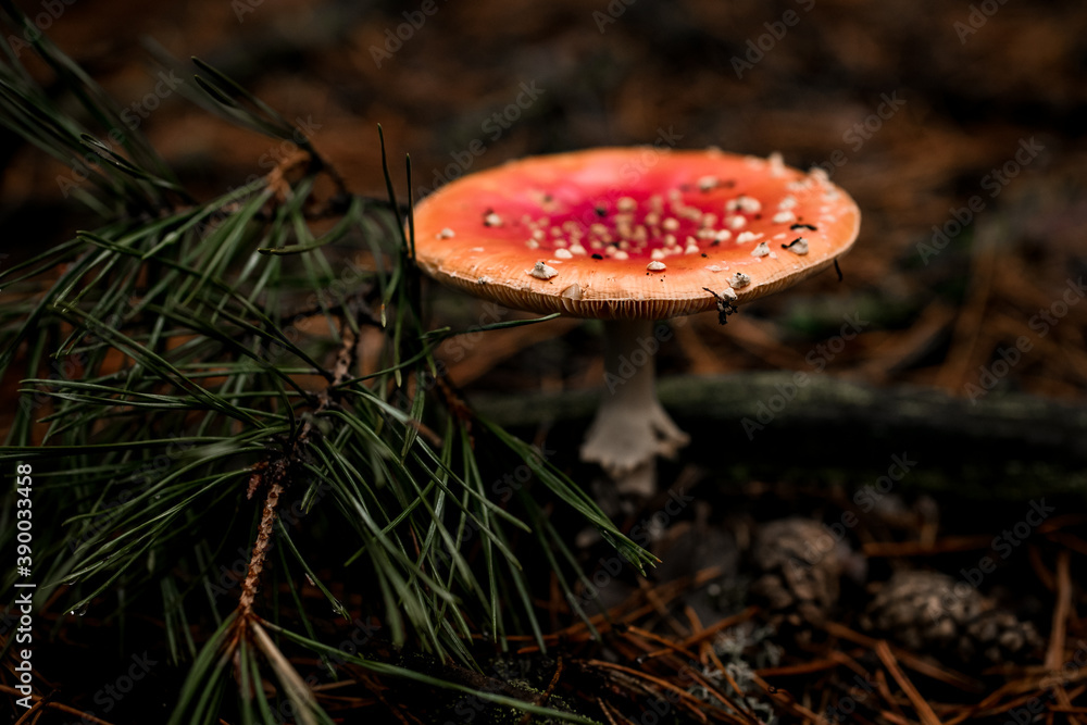 fly agaric mushroom grows in the autumn forest fly agaric mushroom grows in the autumn forest