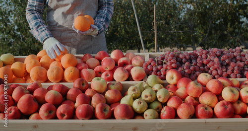 The farmer puts ripe oranges on the counter. Farmer's market and products from local producers photo