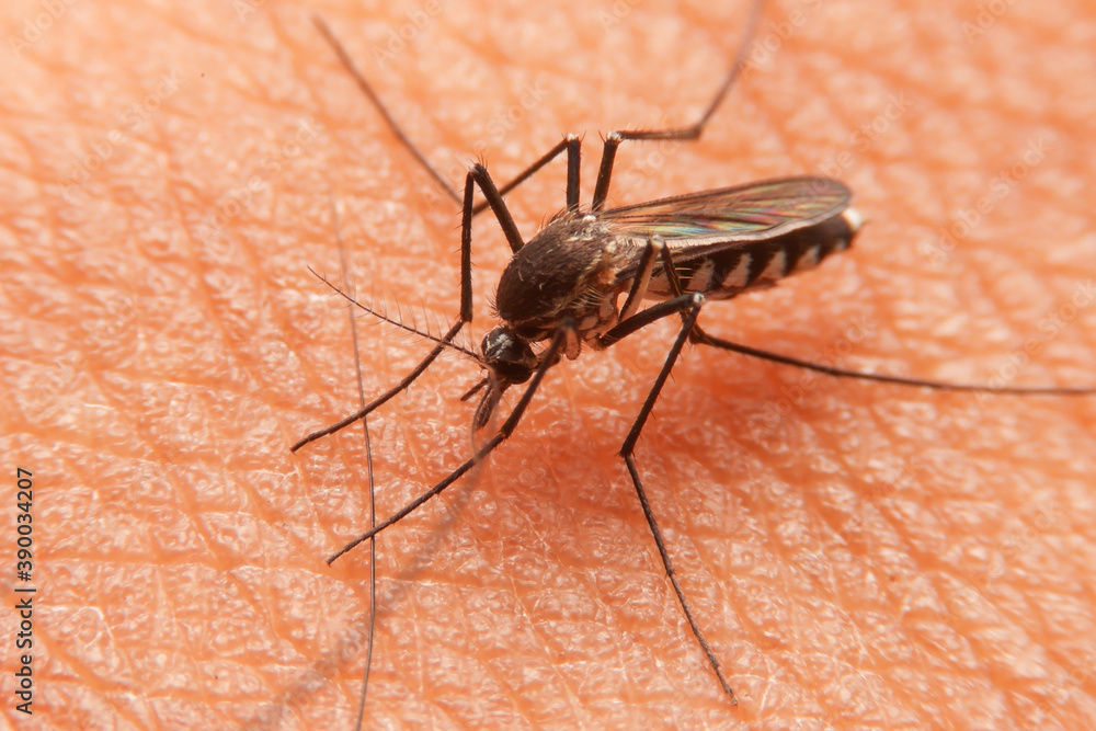 Striped mosquitoes are eating blood on human skin. Mosquitoes are carriers of dengue fever and malaria. Striped mosquitoes are eating blood on human skin. Mosquitoes are carriers of dengue fever and malaria.